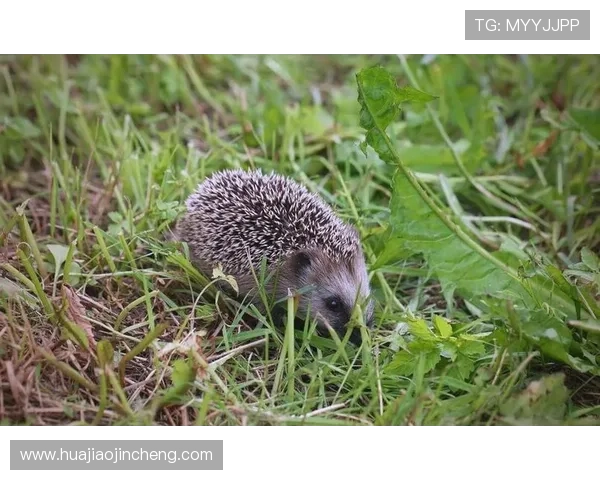 Xun打野战略解析与技巧提升：从技能运用到团战决策的全方位指南
